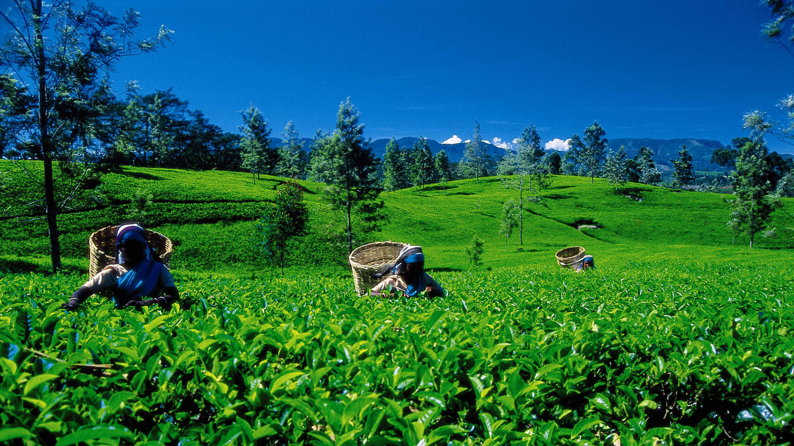 Tea Estate Views with green tea fields